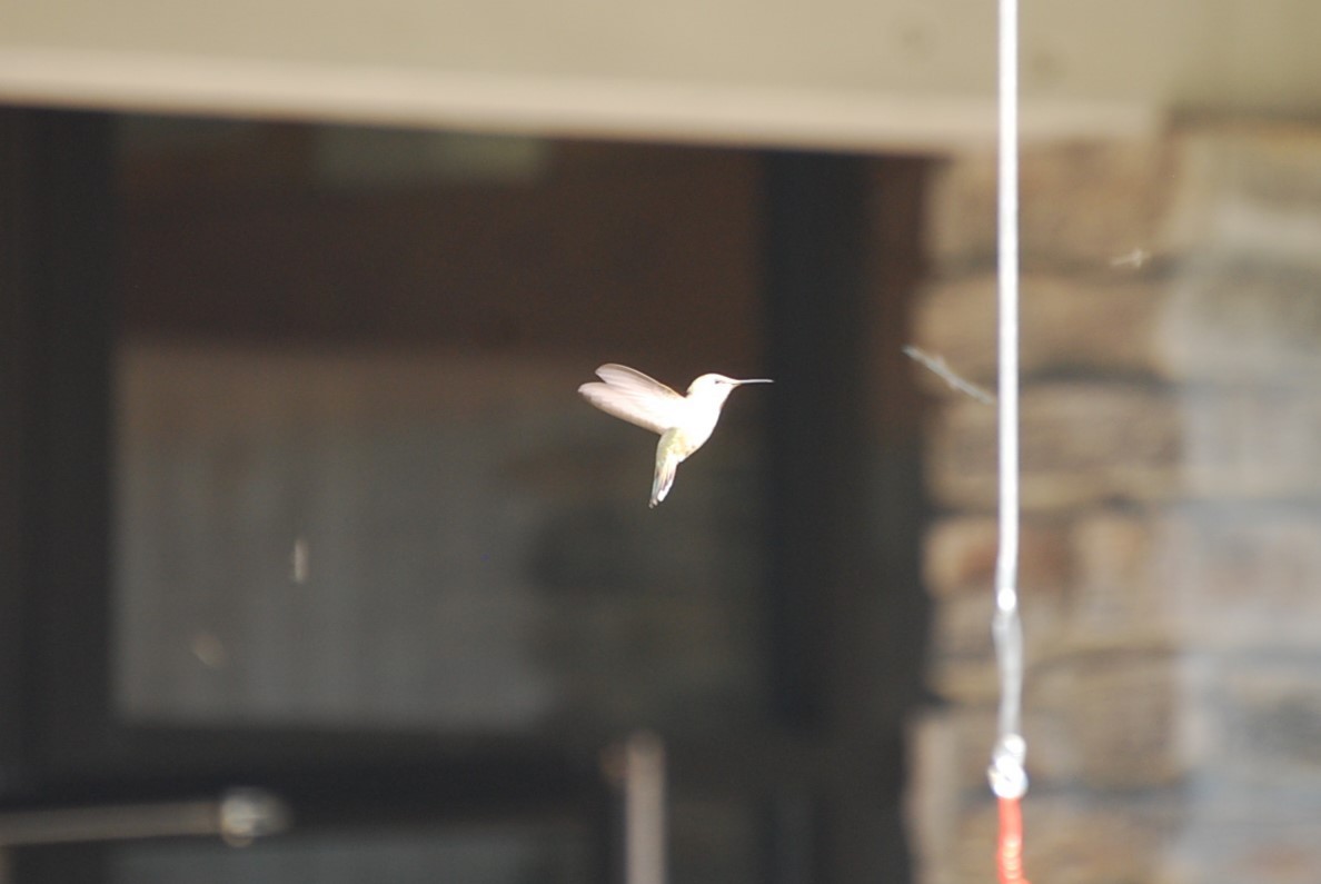 Broad-tailed Hummingbird - Andrew Simon