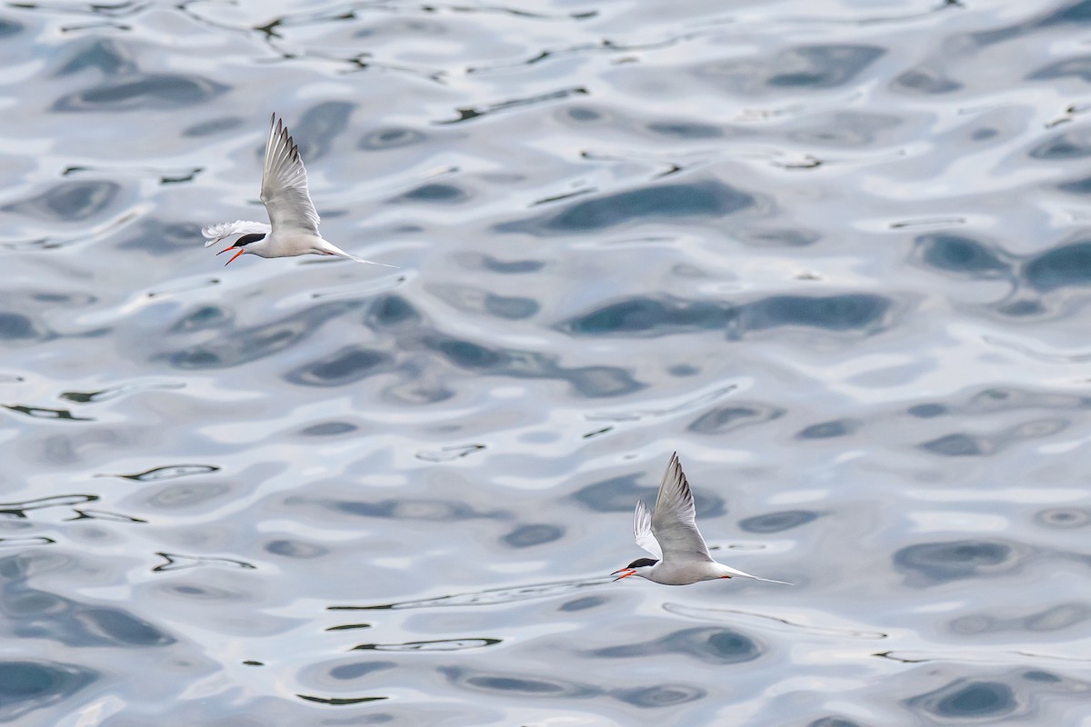 Common Tern - ML616776563