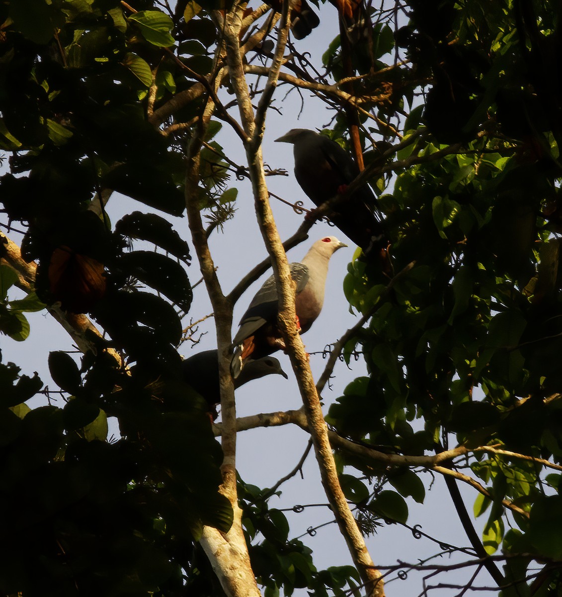 holub stromový - ML616776619