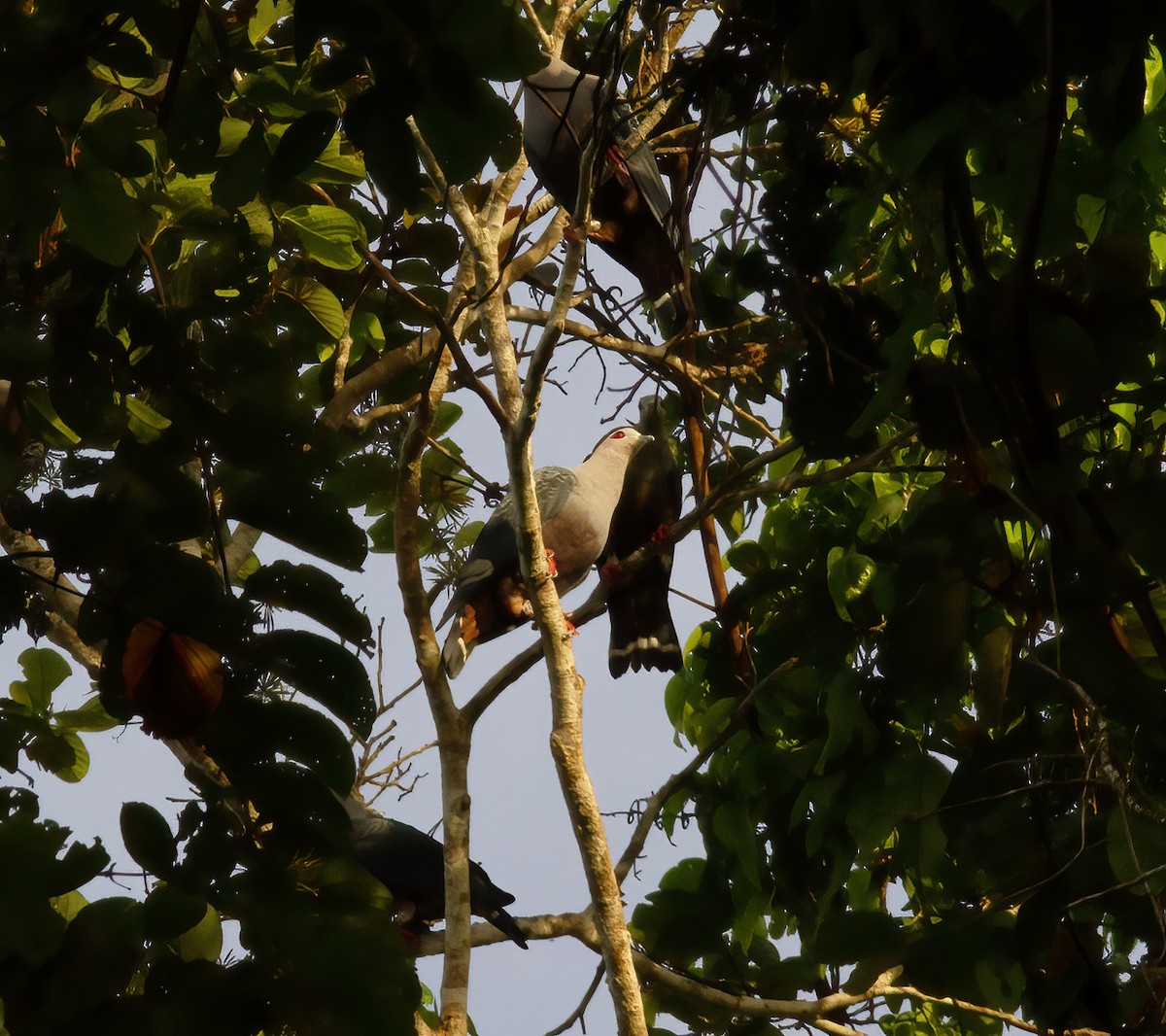 holub stromový - ML616776620