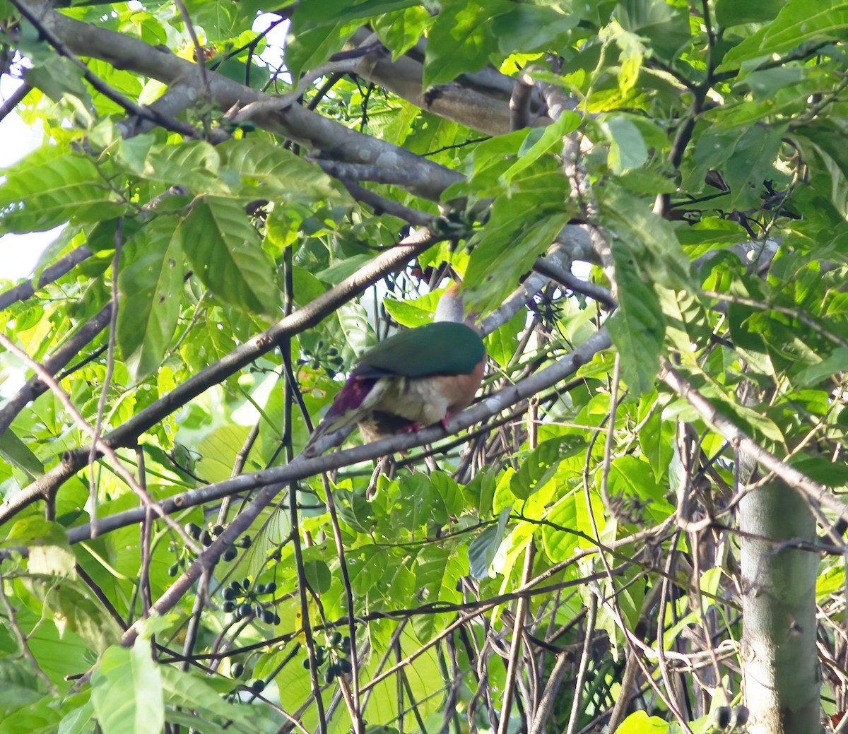 Purple-tailed Imperial-Pigeon - ML616776691