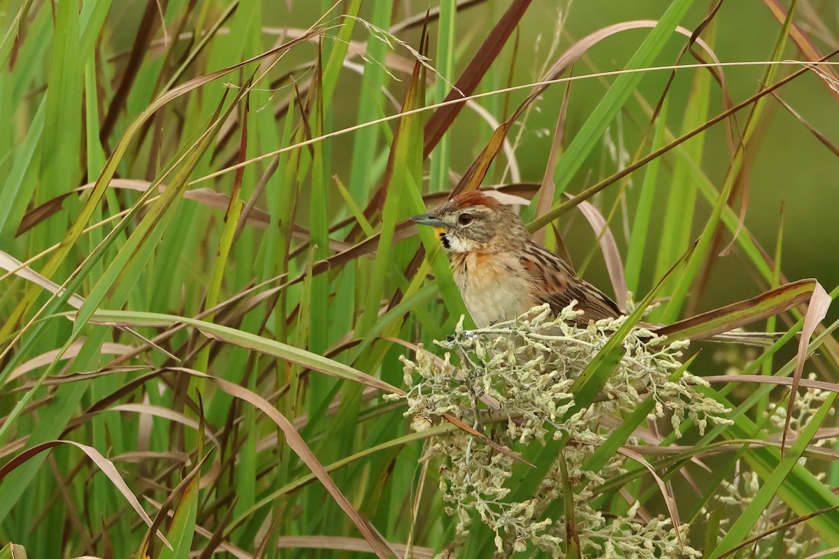 Chotoy Spinetail - ML616776726