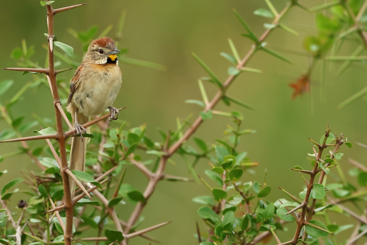 Chotoy Spinetail - ML616776729