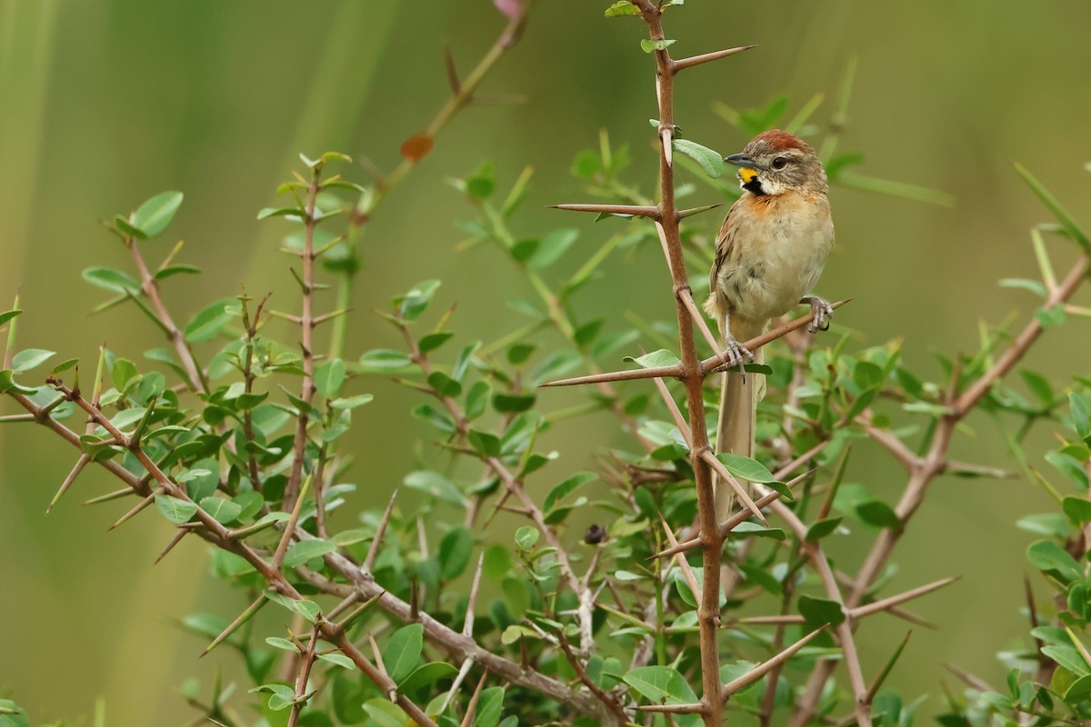 Chotoy Spinetail - ML616776731