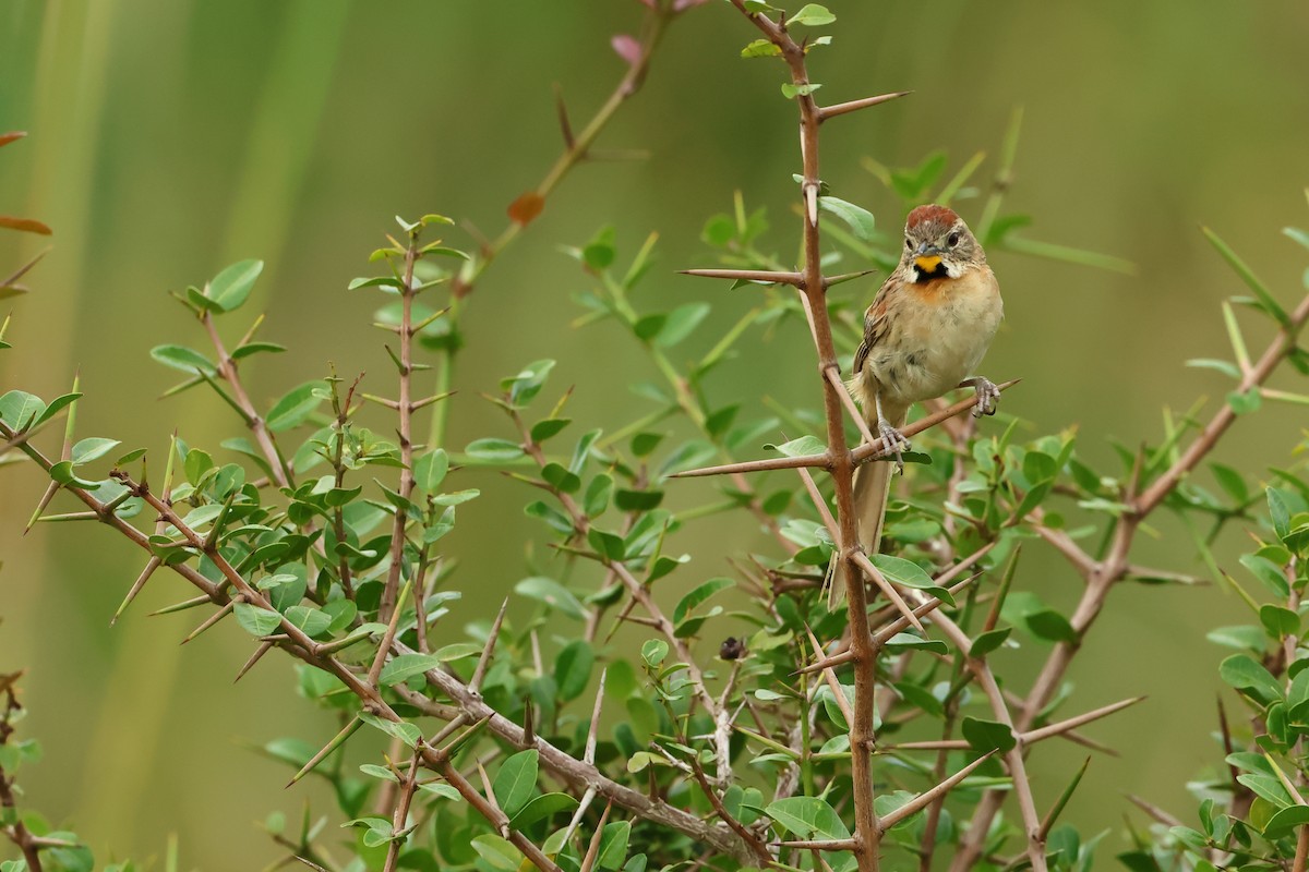 Chotoy Spinetail - ML616776732