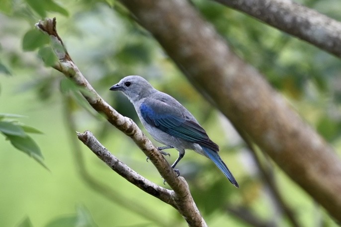 Blue-gray Tanager - ML616776733