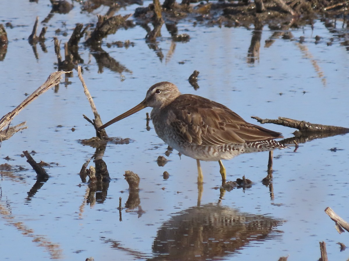 Long-billed Dowitcher - ML616776760