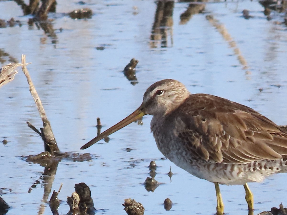 Long-billed Dowitcher - ML616776780