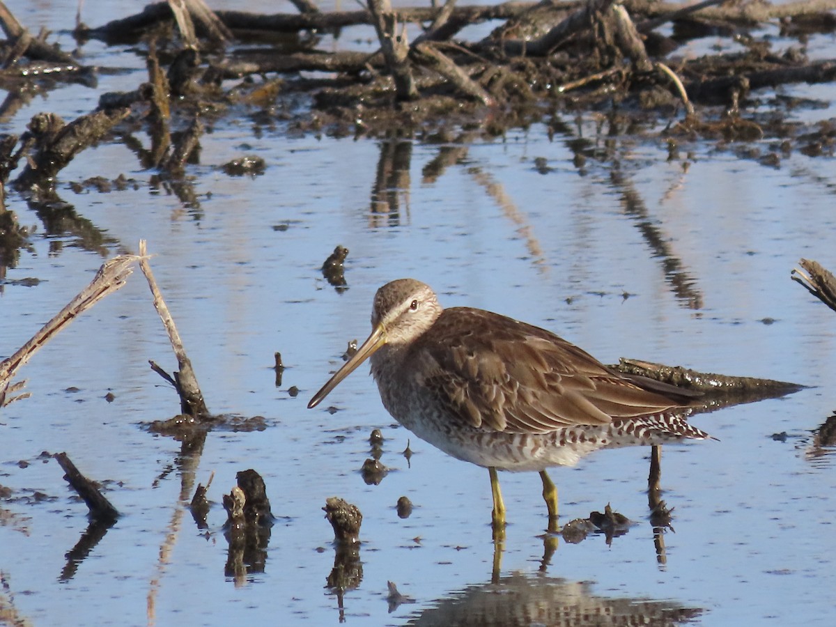 Long-billed Dowitcher - ML616776788