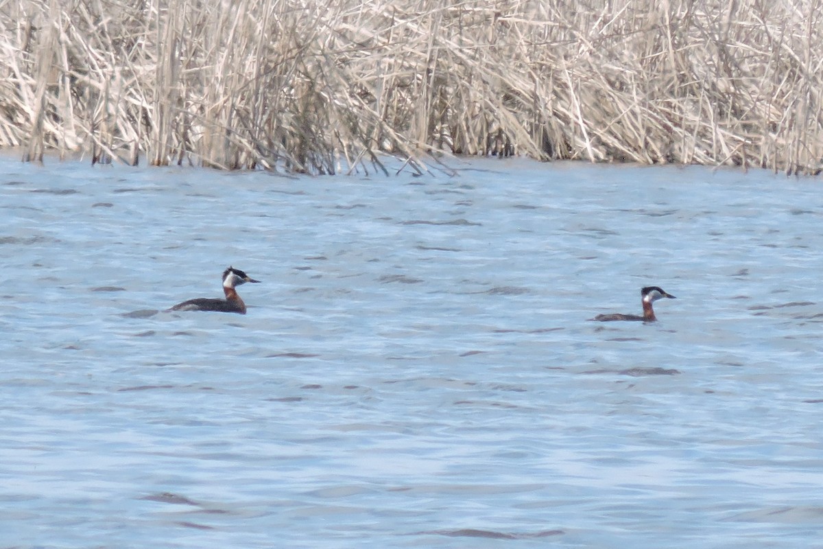 Red-necked Grebe - ML616776800
