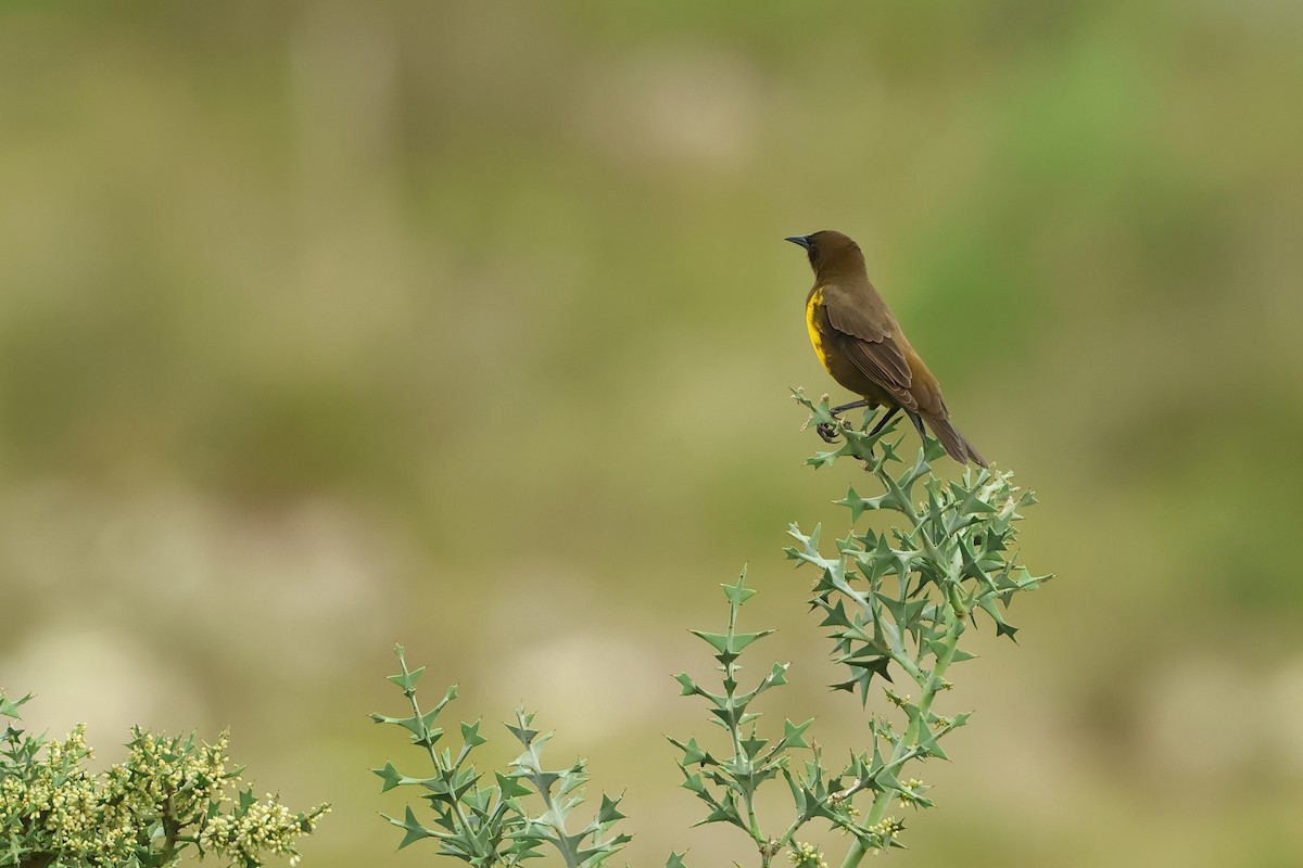 Brown-and-yellow Marshbird - ML616776859