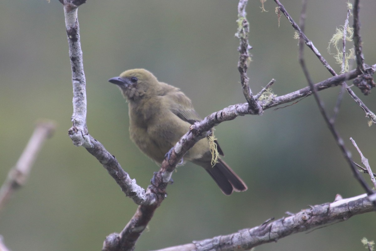 Palm Tanager - ML616777001