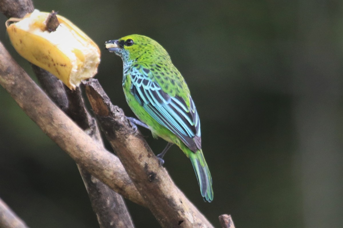 Speckled Tanager - ML616777017