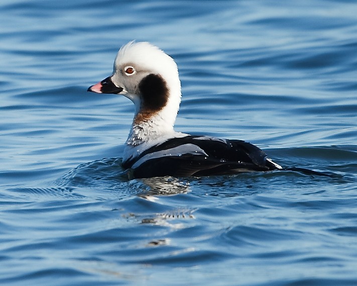 Long-tailed Duck - ML616777020