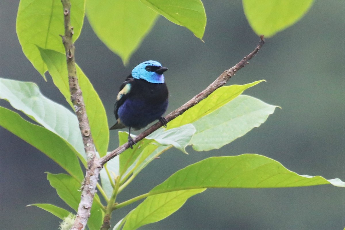 Blue-necked Tanager - ML616777040