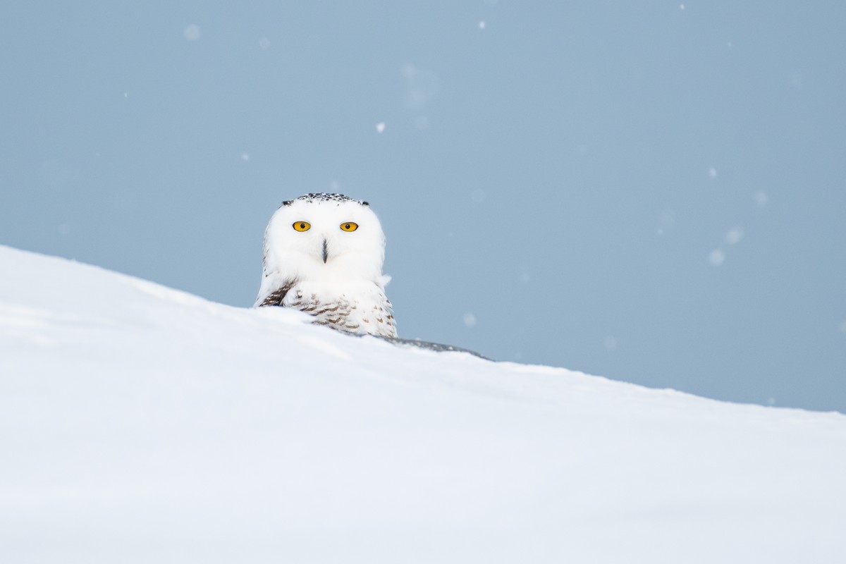 Snowy Owl - ML616777044