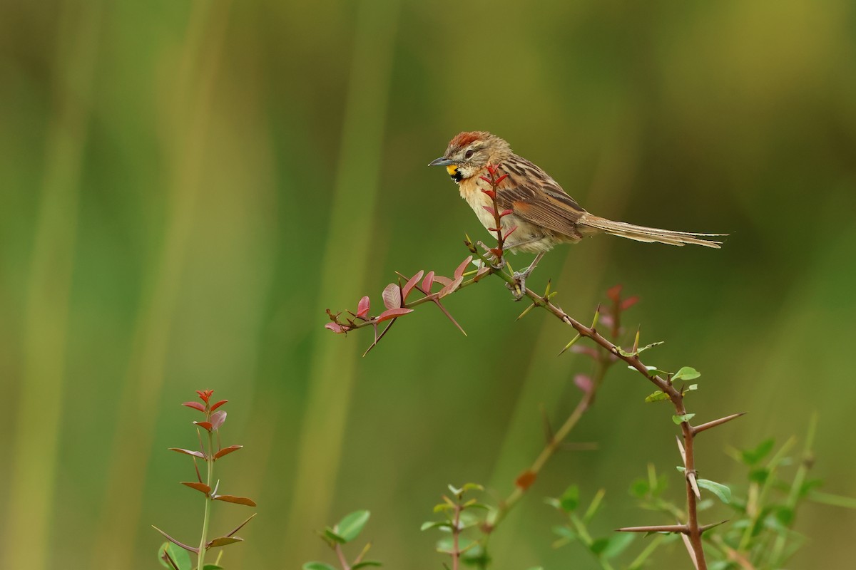 Chotoy Spinetail - ML616777049