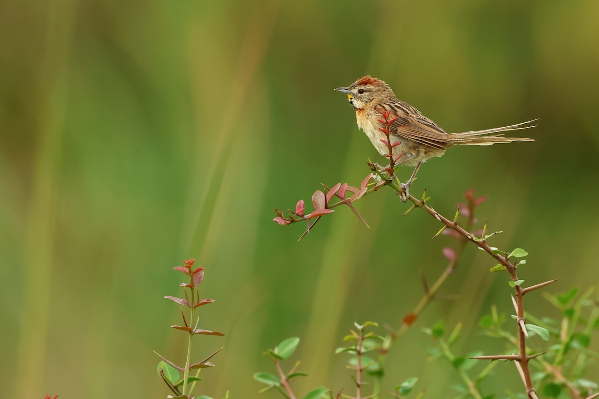 Chotoy Spinetail - ML616777050