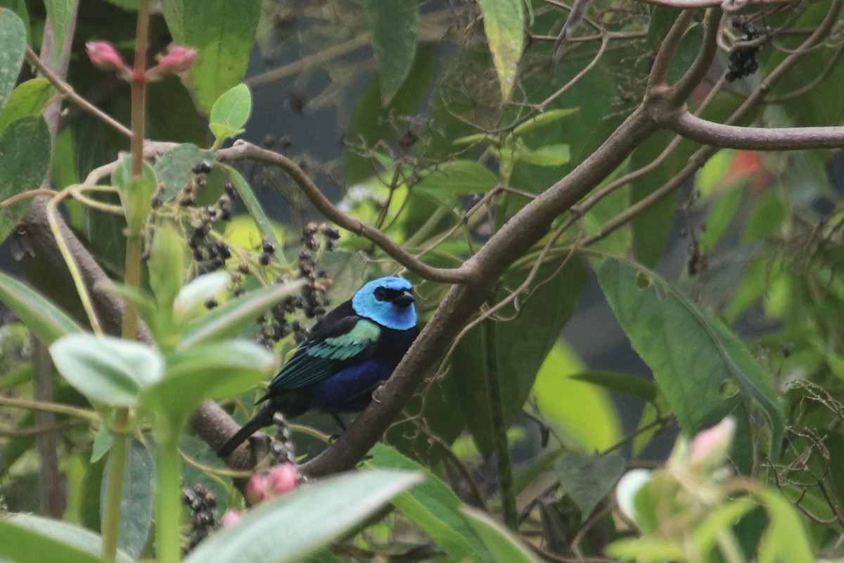 Blue-necked Tanager - ML616777058
