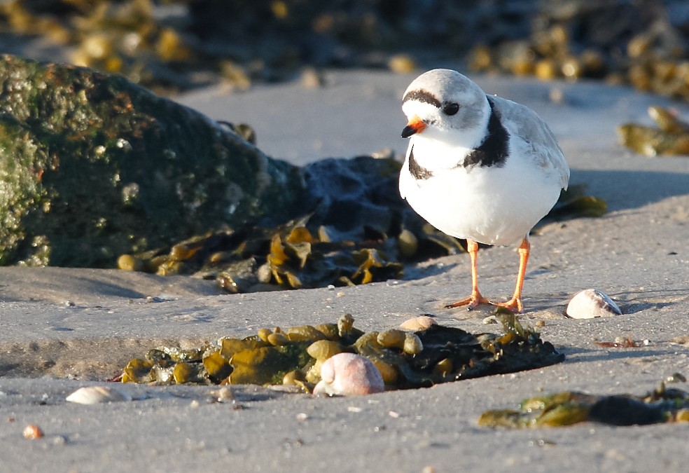 Piping Plover - ML616777079