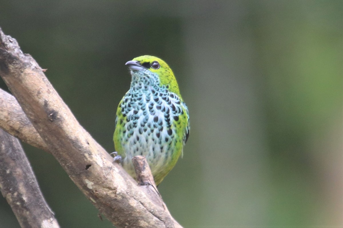 Speckled Tanager - ML616777102