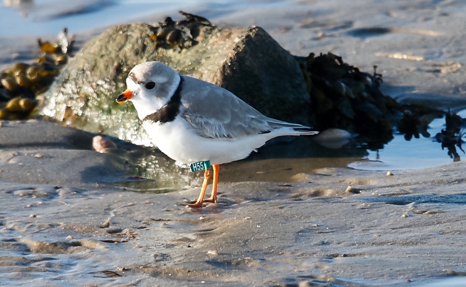 Piping Plover - ML616777117