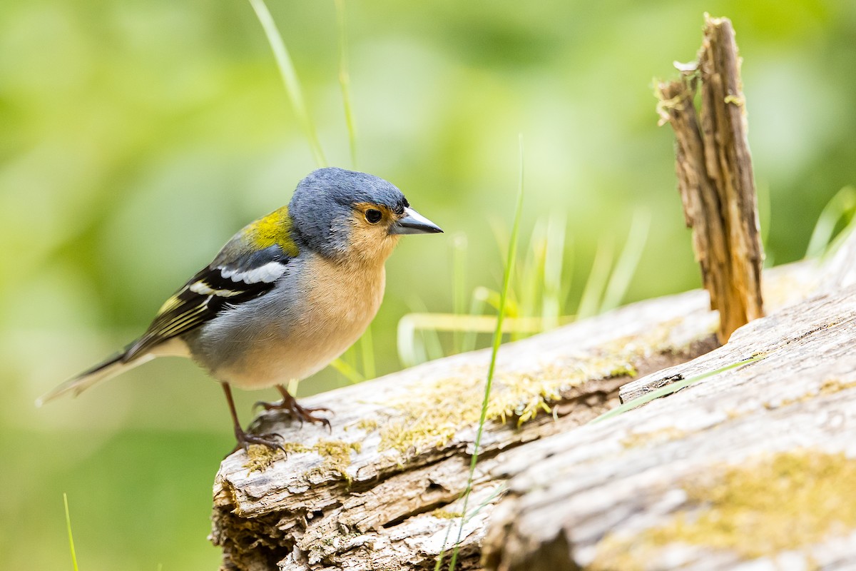 Madeira Chaffinch - Anonymous