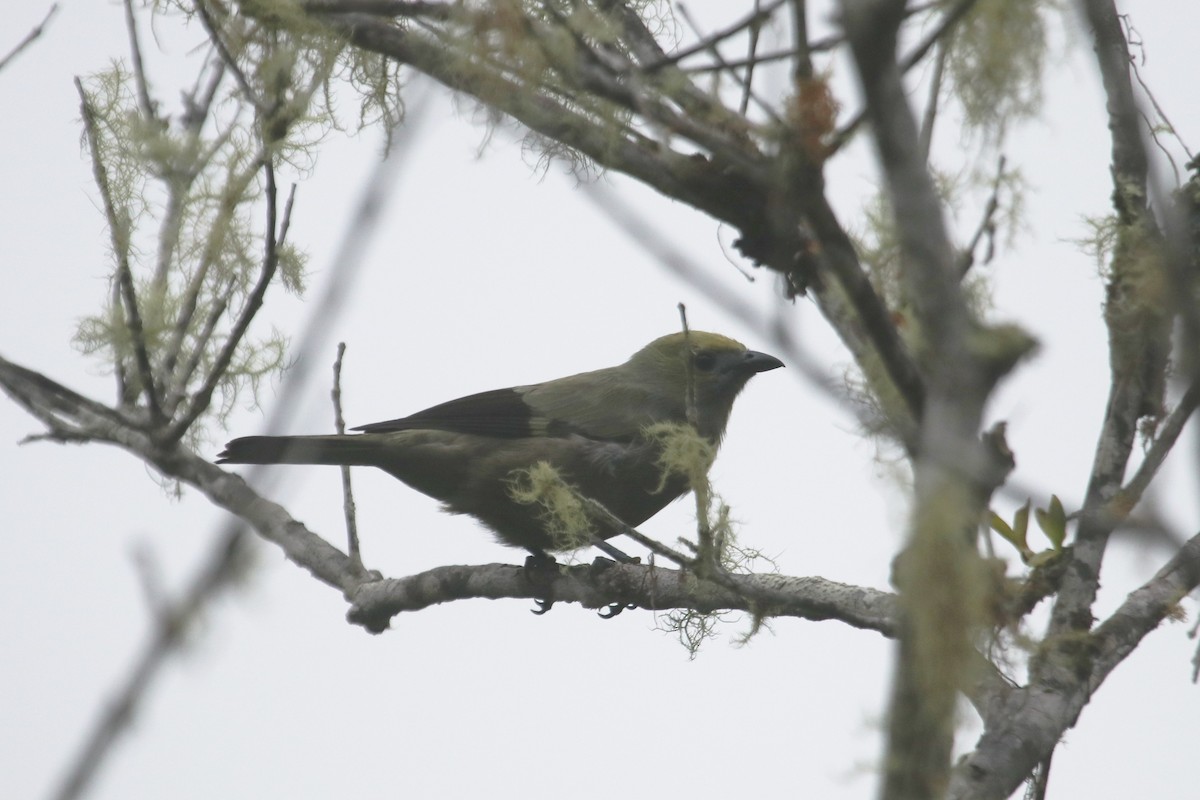 Palm Tanager - ML616777132