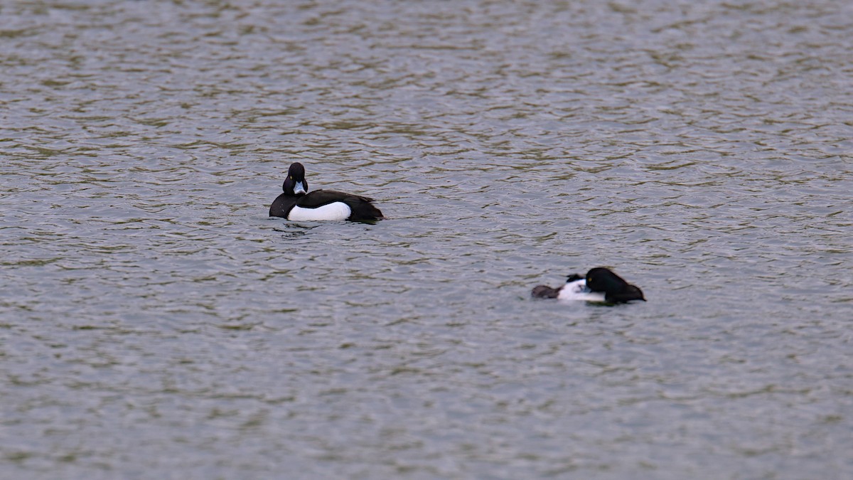 Tufted Duck - ML616777158