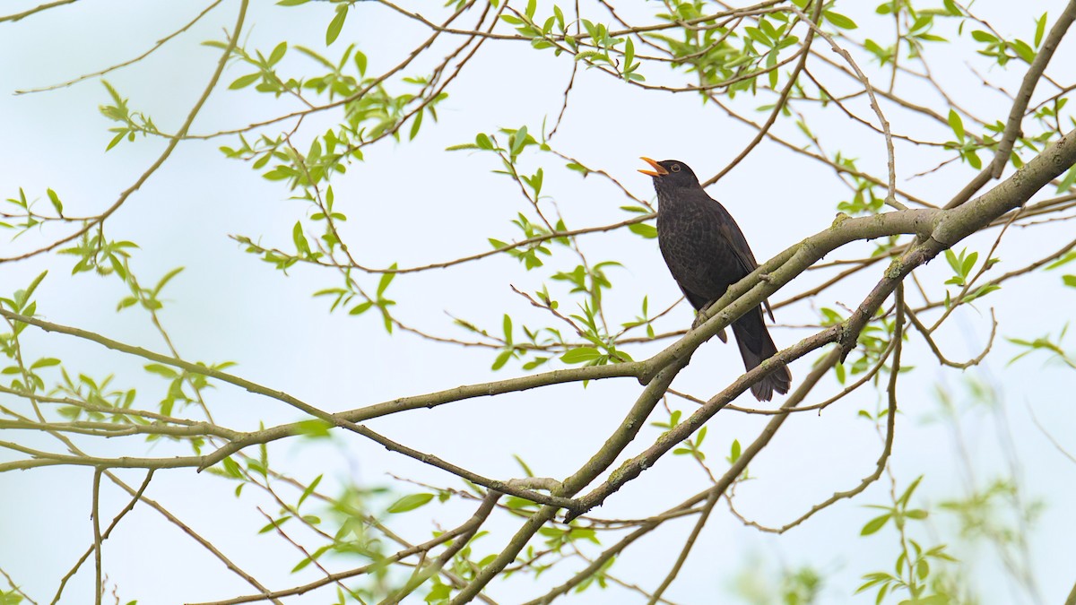 Eurasian Blackbird - ML616777184