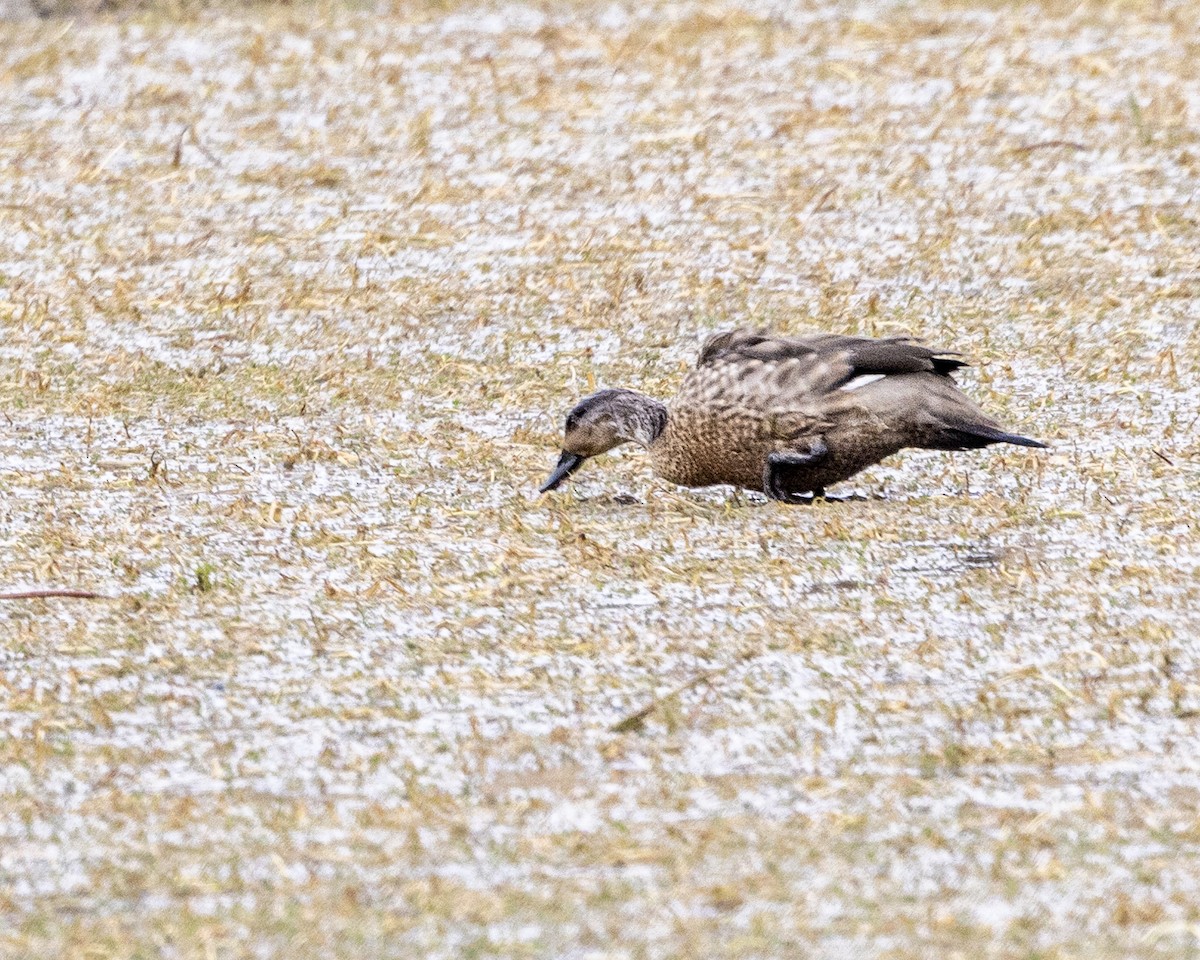 Crested Duck - ML616777285