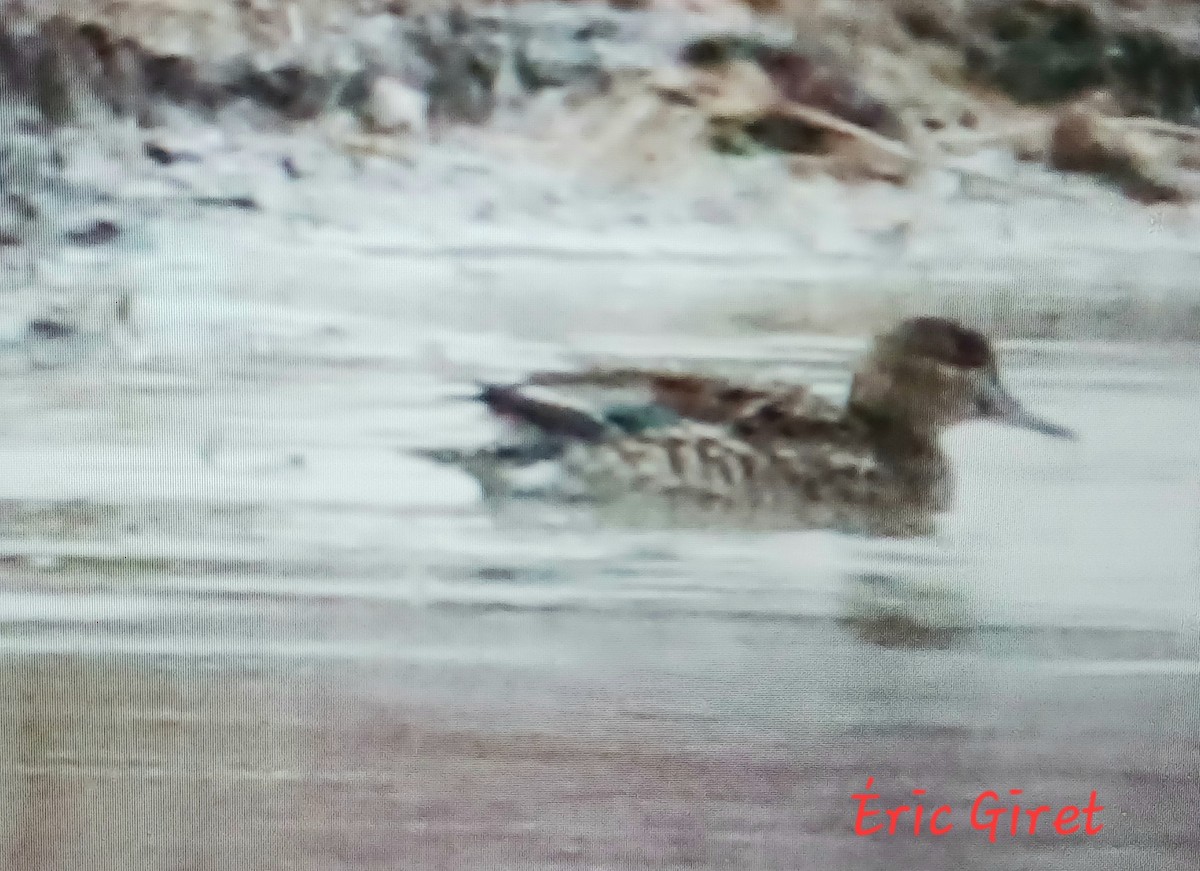Green-winged Teal - ML616777325