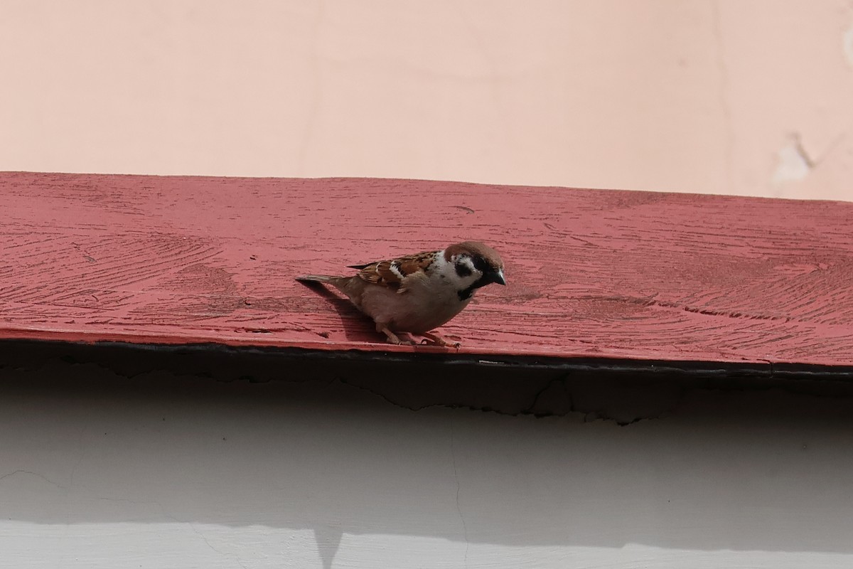 Eurasian Tree Sparrow - ML616777362