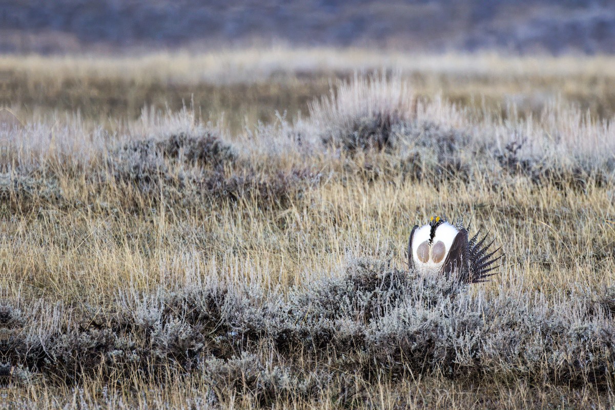 Greater Sage-Grouse - ML616777367