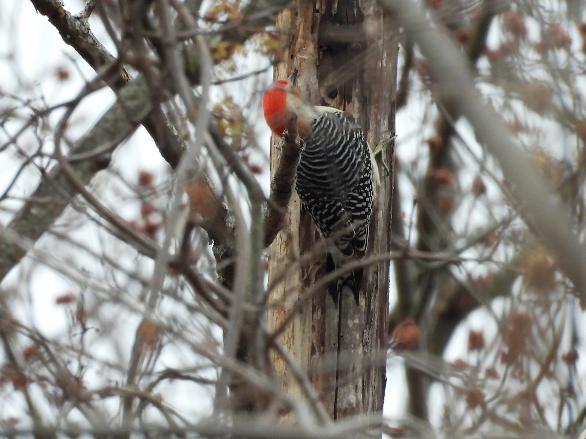 Red-bellied Woodpecker - Randy Yuen