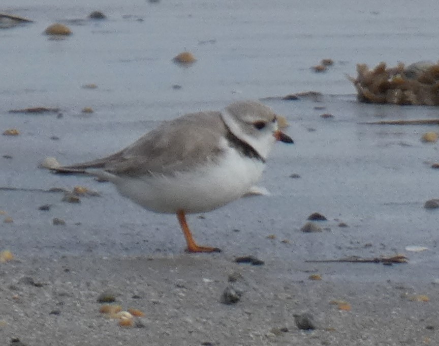 Piping Plover - Brian Taber