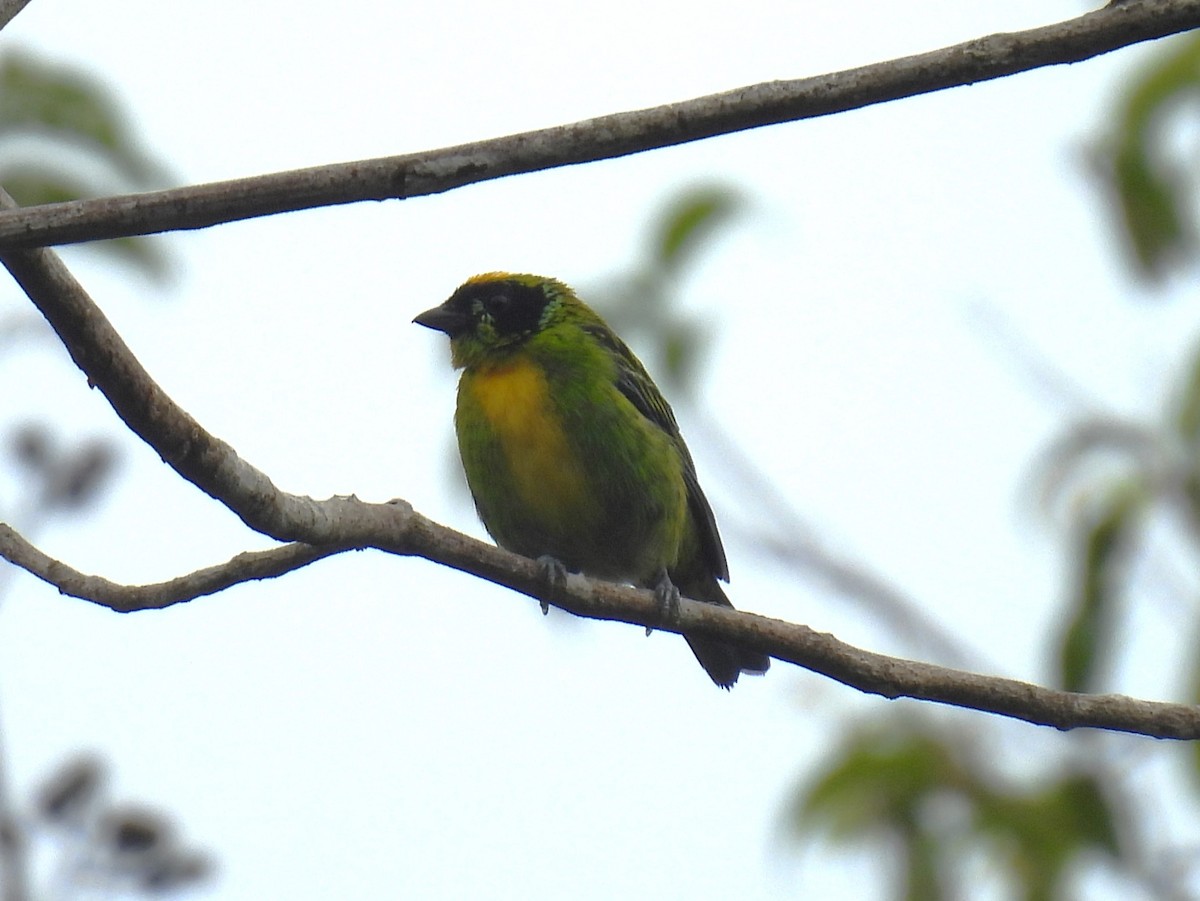 Green-and-gold Tanager - ML616777499