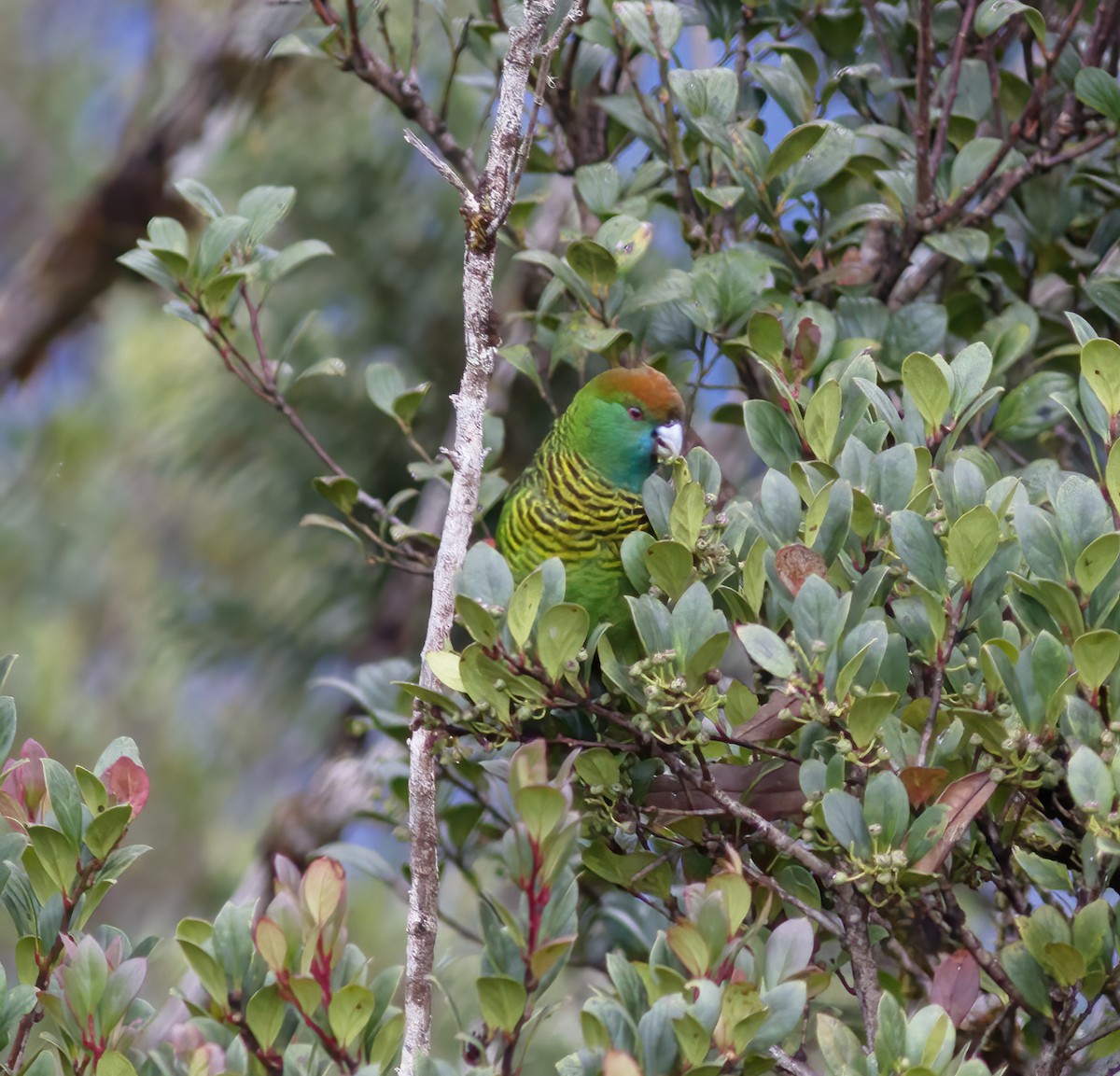 Painted Tiger-Parrot - ML616777520