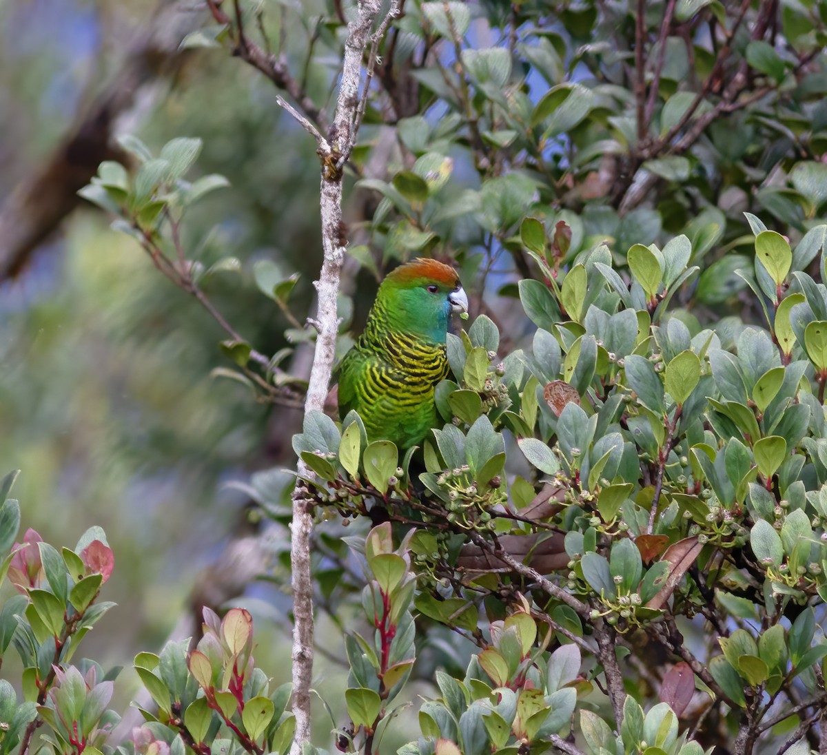 Painted Tiger-Parrot - ML616777524