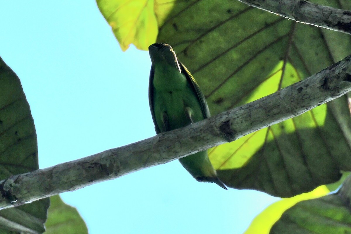 Philippine Leafbird - ML616777638