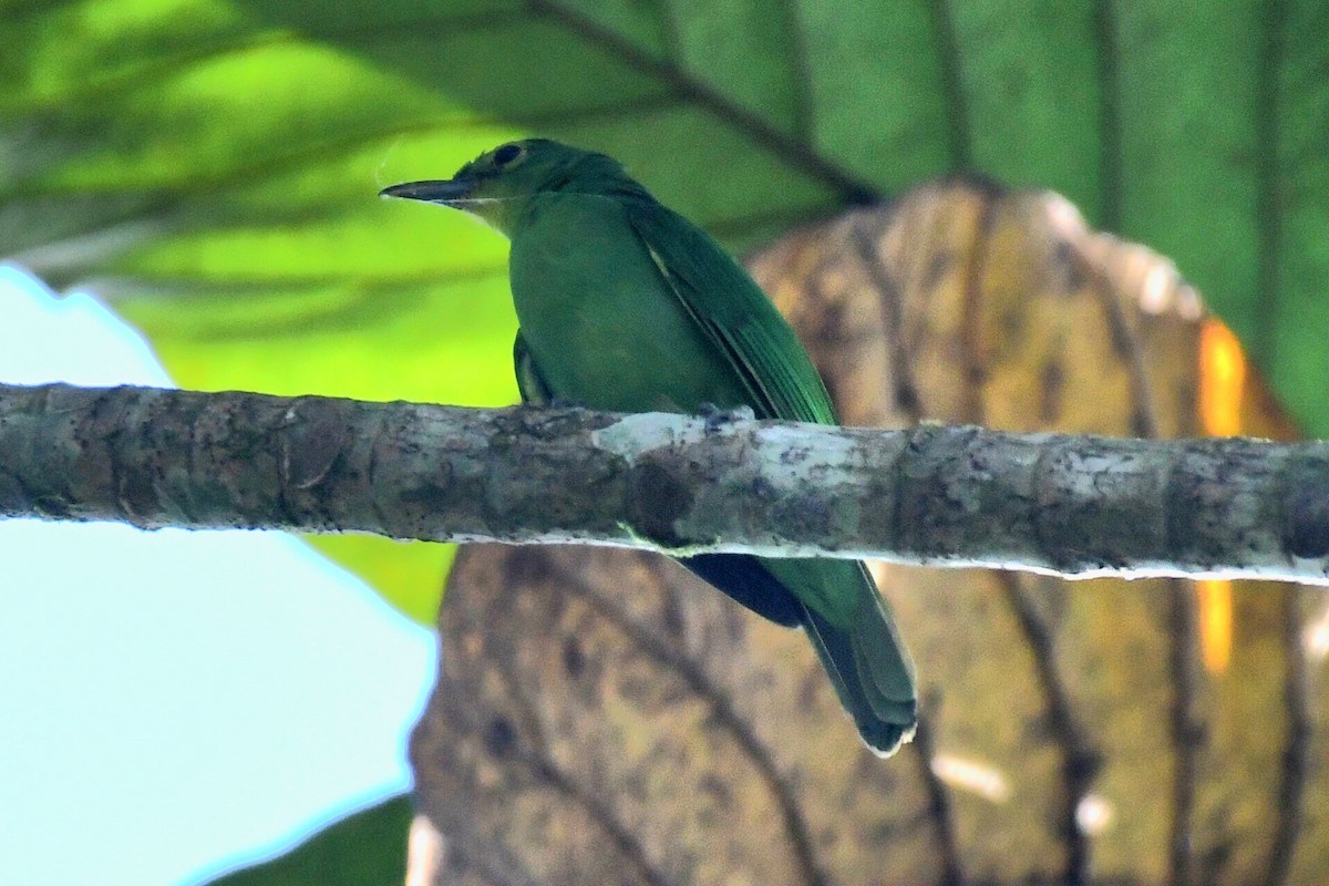 Philippine Leafbird - Ian Gardner