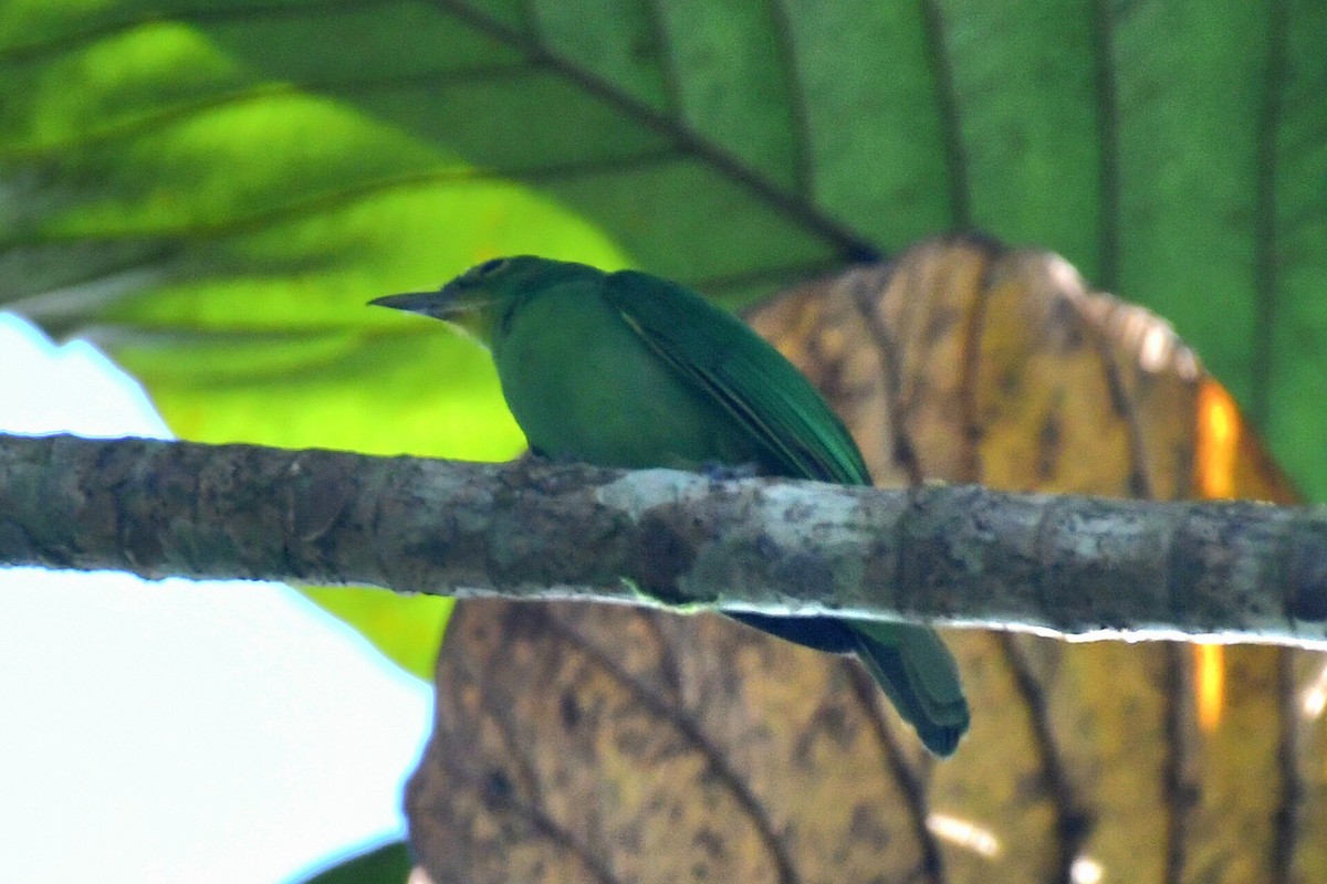 Philippine Leafbird - Ian Gardner