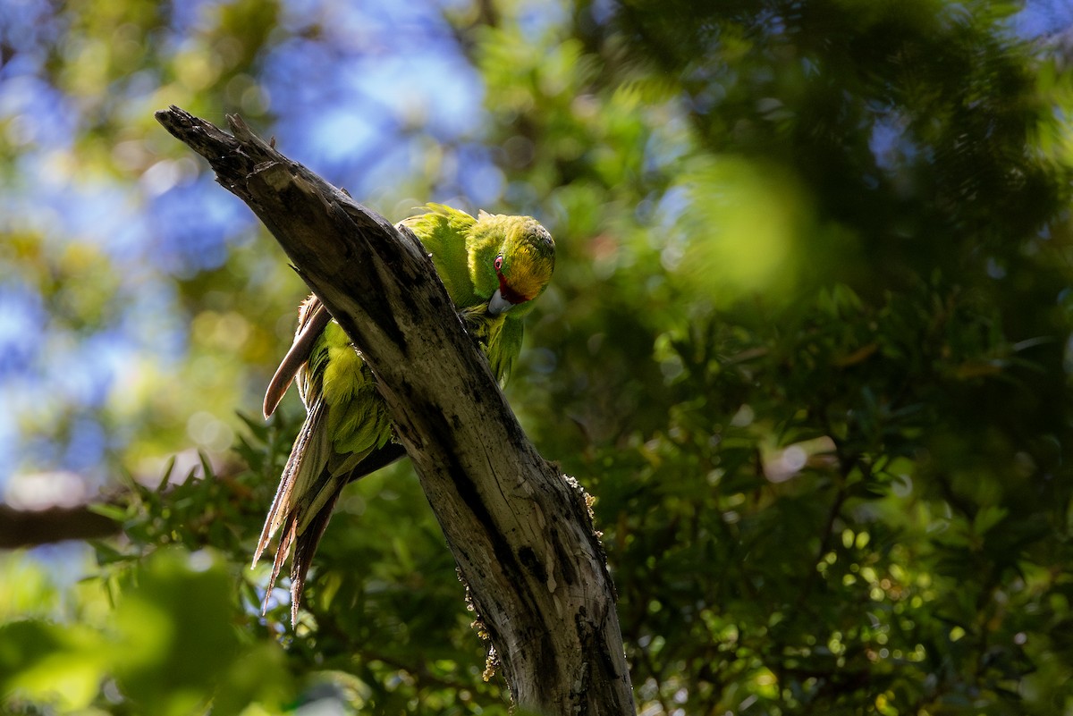 Yellow-crowned Parakeet - ML616777817