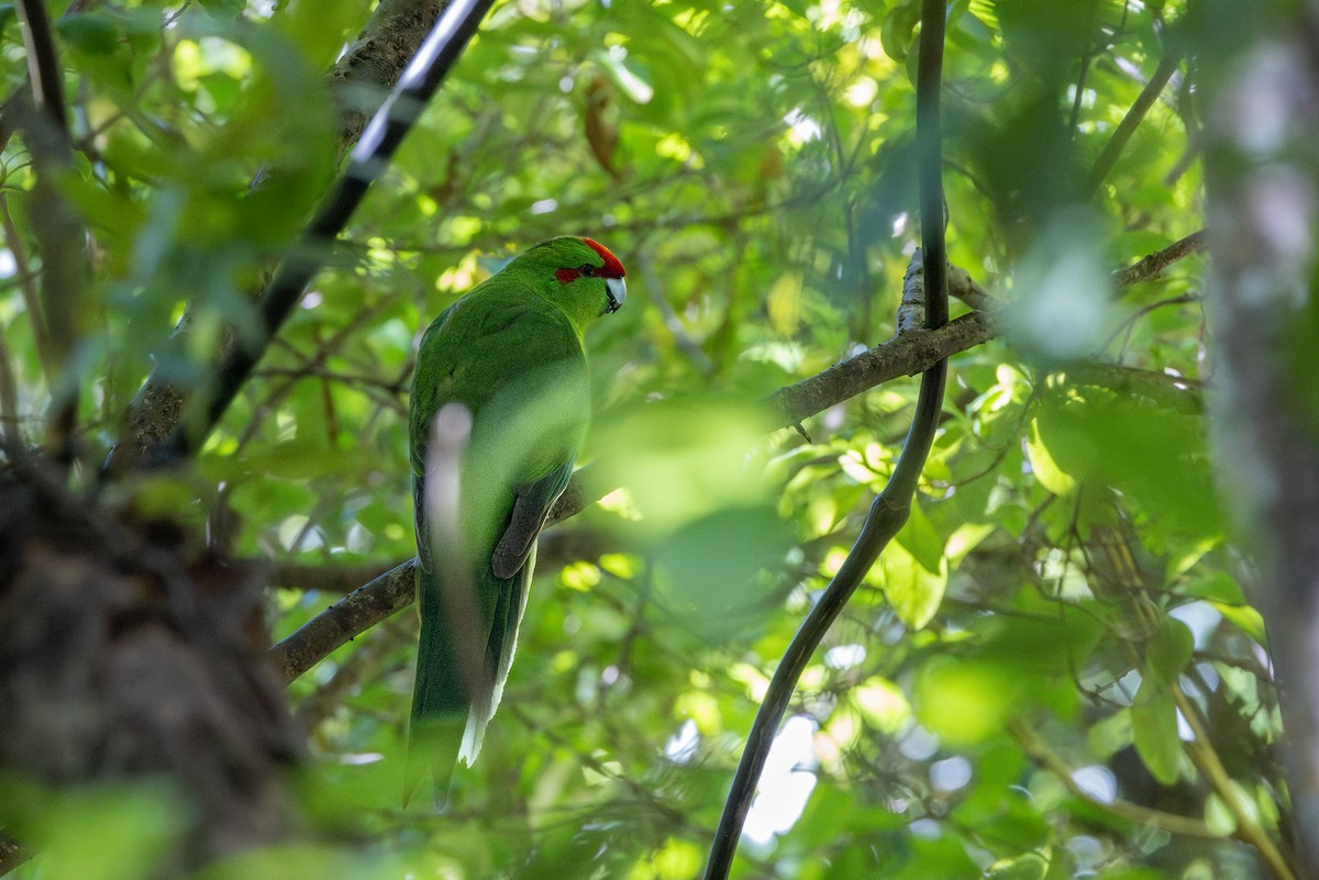 Red-crowned Parakeet - ML616777825