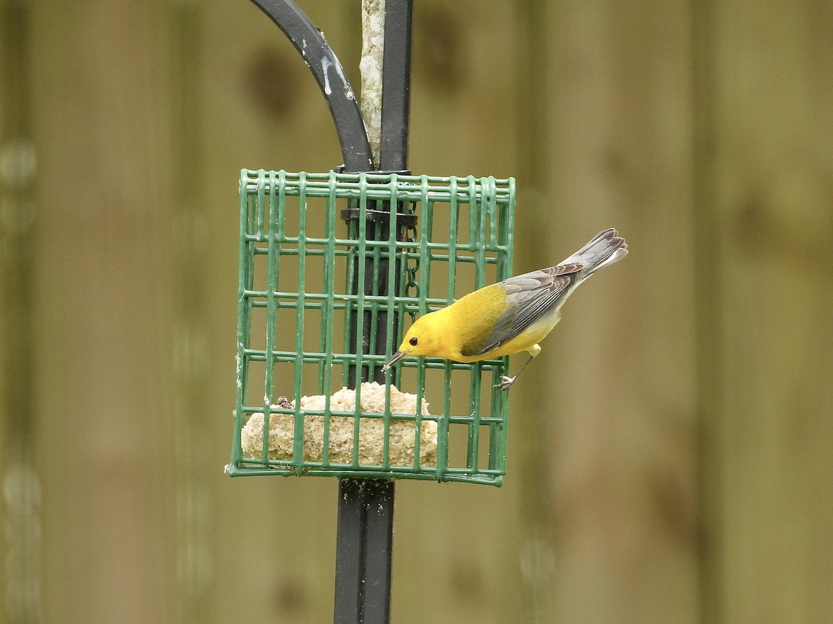 Prothonotary Warbler - ML616777894