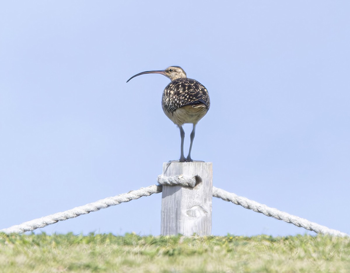 Bristle-thighed Curlew - ML616777991