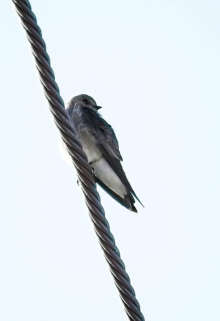 Northern Rough-winged Swallow - Christopher Adler