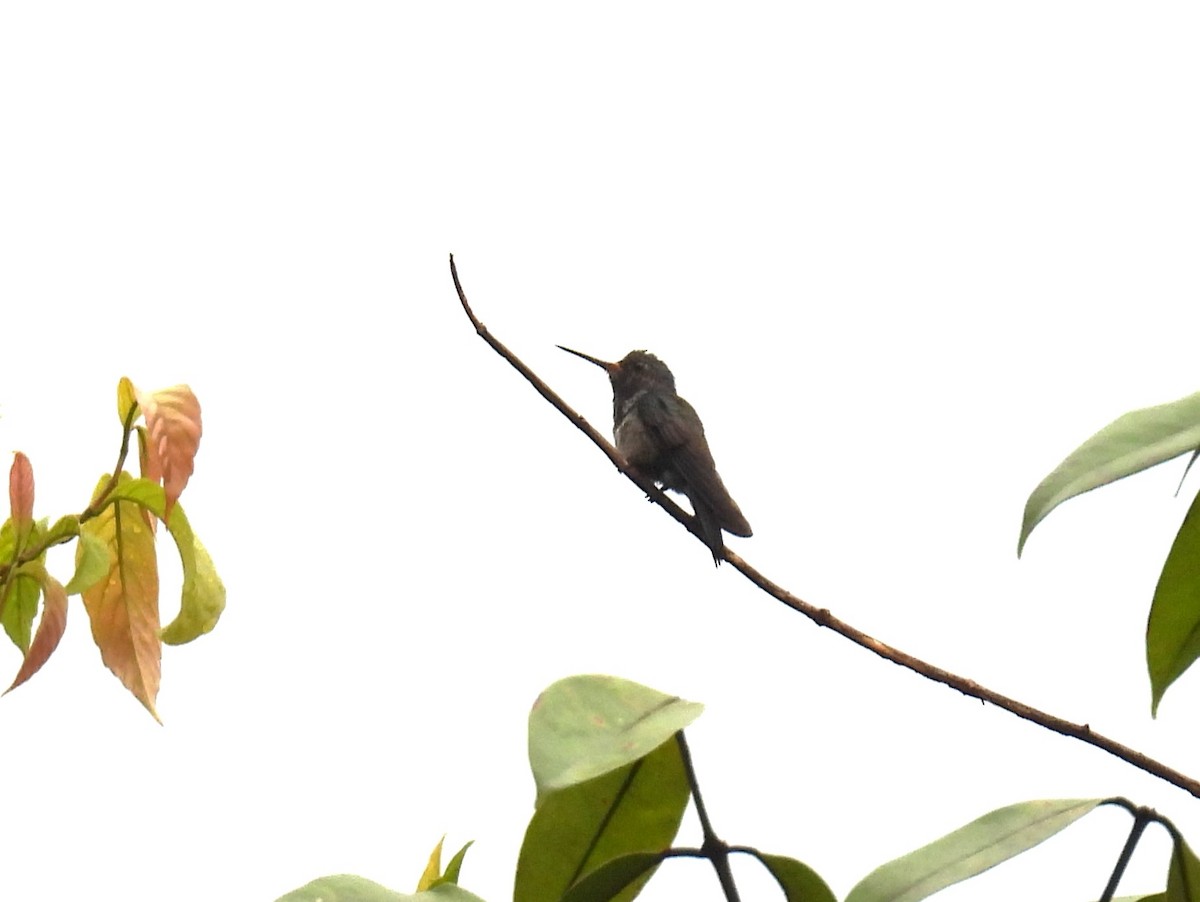 kolibřík bělobradý - ML616778069