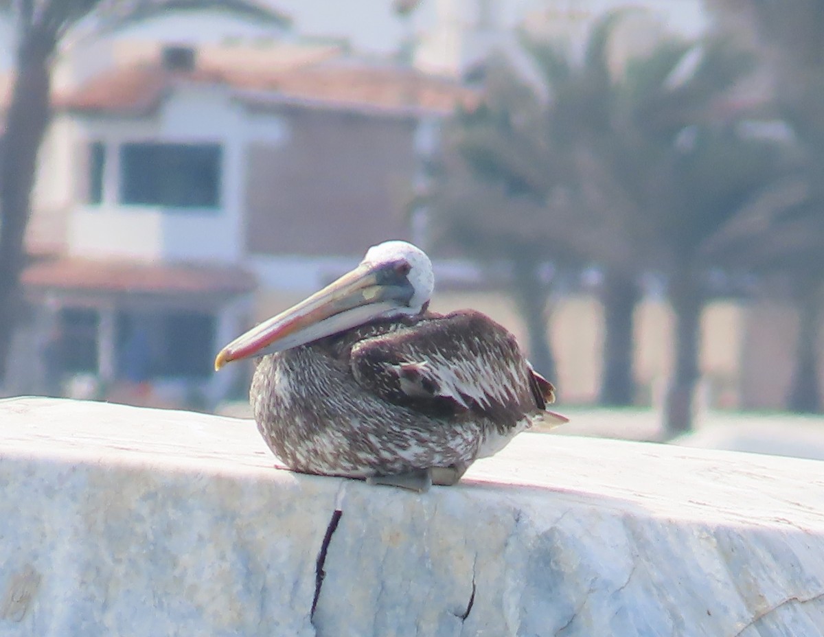 Peru Pelikanı - ML616778174