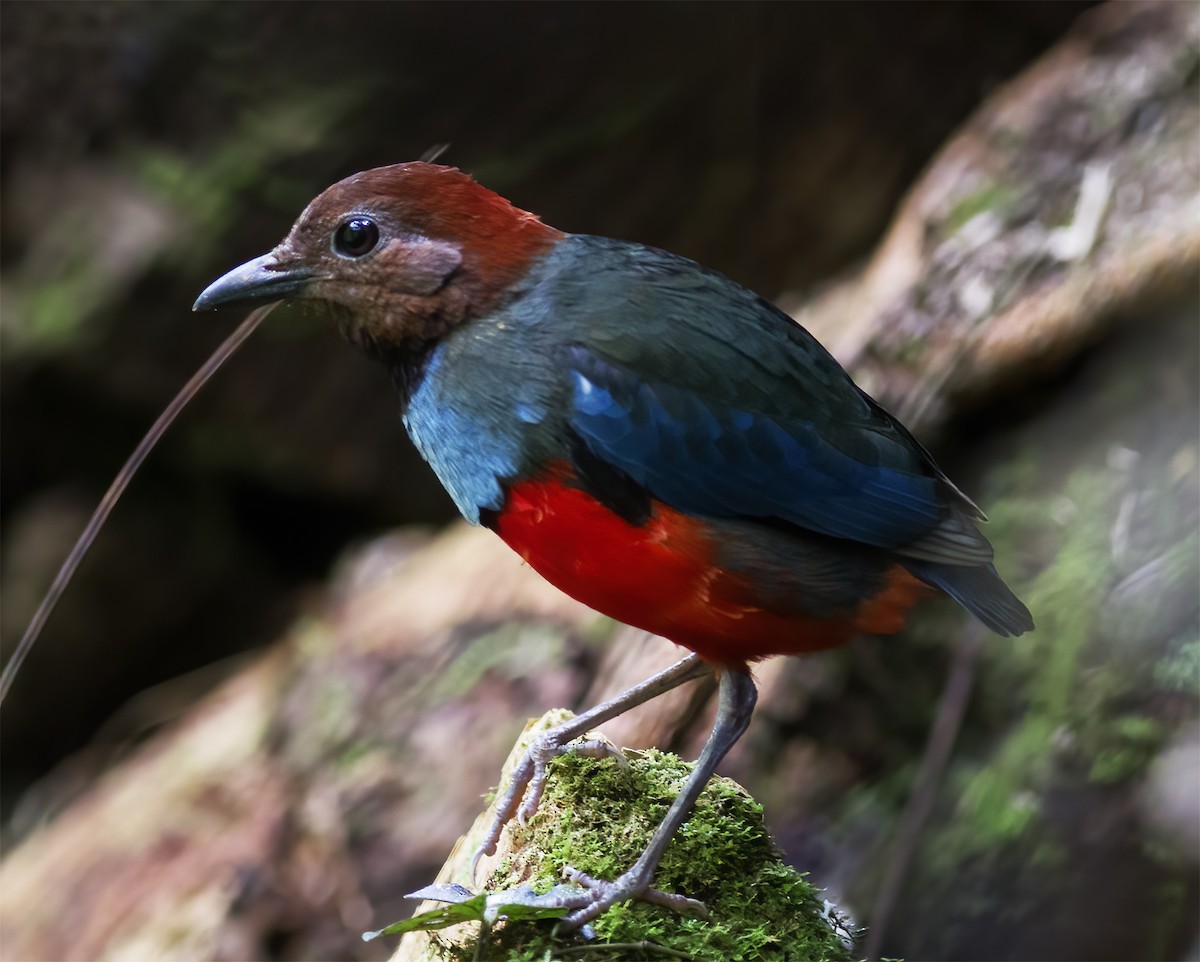 Papua-Blaubrustpitta - ML616778184